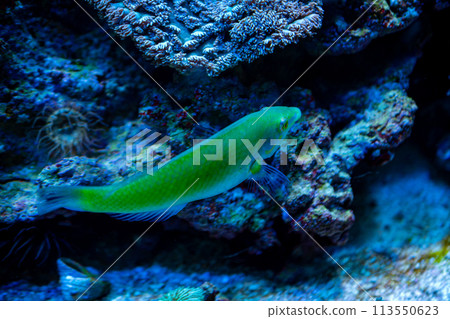 An electric blue fish swims underwater near a vibrant coral reef An electric blue fish swims underwater near a vibrant coral reef 113550623