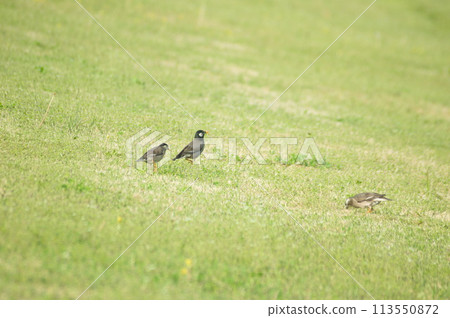 A group of starlings A group of starlings 113550872