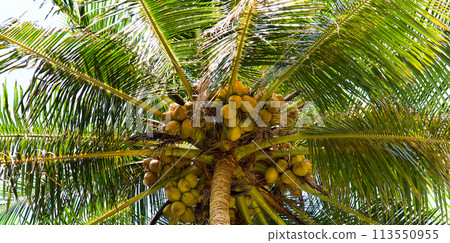 Photograph of a king coconut tree top with coconuts and branches. Wide photo. Photograph of a king coconut tree top with coconuts and branches. Wide photo. 113550955