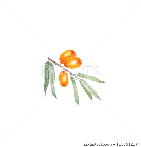 Sea buckthorn branch with orange berries. Branch with Fresh ripe berries and leaves. Hand drawn watercolor illustration isolated on white background. 113551217