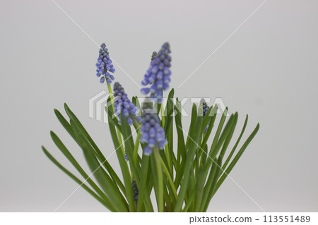 Grape Hyacinths in Bloom Against White Background 113551489