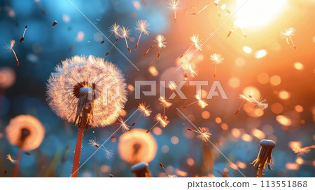 Dandelion Blowing in the Wind 113551868
