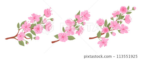 Spring japanese cherry branches. Blooming sakura tree, pink sakura flowers and buds flat vector illustration set. Asian blooming branch collection Spring japanese cherry branches. Blooming sakura tree, pink sakura flowers and buds flat vector illustration set. Asian blooming branch collection 113551925