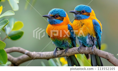 Two Colorful Birds Sitting on a Branch 113552105