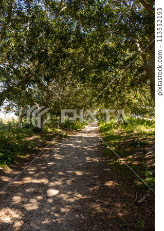 Tree alley with light and shadow, Sicily, Italy Tree alley with light and shadow, Sicily, Italy 113552193