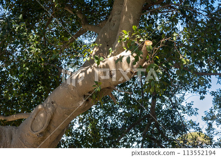 Crown of a tree with fresh leaves, Sicily, Italy Crown of a tree with fresh leaves, Sicily, Italy 113552194