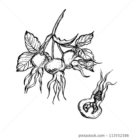Rose hip berries with leaves. Vector hand drawn floral illustration with hips of dog rose in outline style. Sketch 113552386