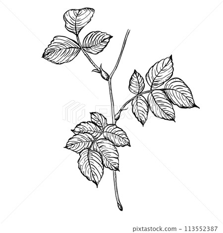 Branch of wild rose with leaves. Vector hand drawn floral illustration of rose hip leaf in outline style. Sketch 113552387
