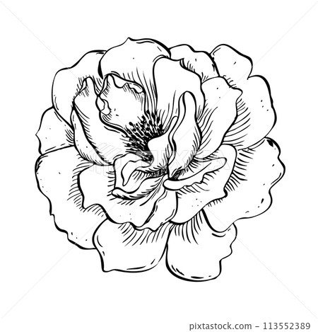 Wild rose flower. Vector hand drawn floral illustration of blooming rose hip in outline style. Sketch in black and white 113552389