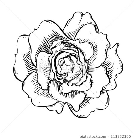 Wild rose flower. Vector hand drawn floral illustration of blooming rose hip in outline style. Sketch in black and white Wild rose flower. Vector hand drawn floral illustration of blooming rose hip in outline style. Sketch in black and white 113552390
