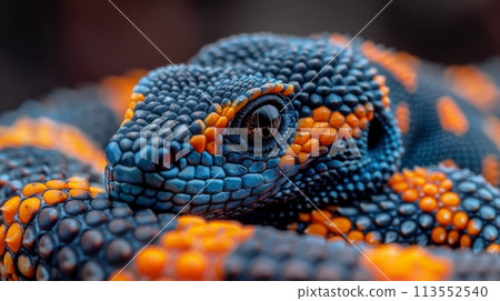 Close Up of an Orange and Black Lizard 113552540