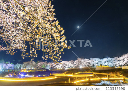 Michinoku Lakeside National Park: Nighttime cherry blossom illumination "Michinoku Flower Lights" Kawasaki Town, Miyagi Prefecture 113552698