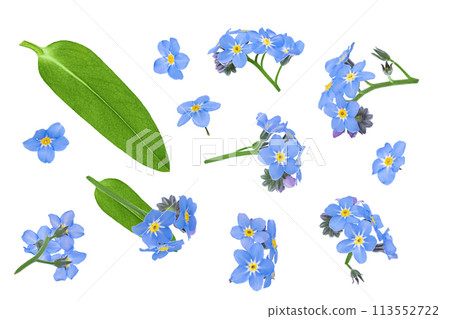 forget-me-not flowers isolated on white background. Top view. Flat lay forget-me-not flowers isolated on white background. Top view. Flat lay 113552722