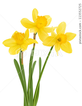 Daffodil flower or narcissus isolated on white background with full depth of field 113552725