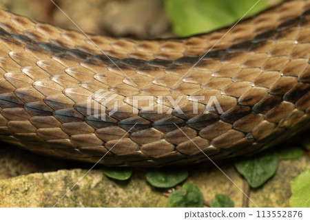 Shimate snake 113552876