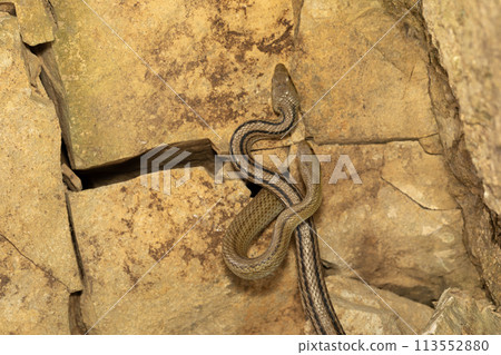 Shimate蛇 Shimate蛇 113552880