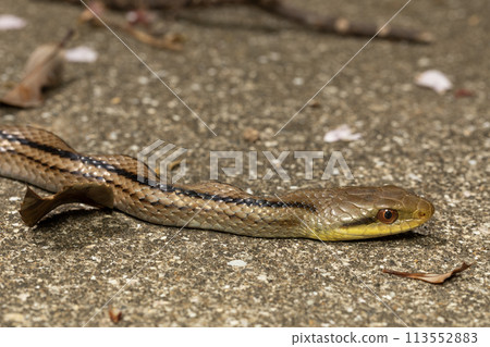 Shimate snake 113552883