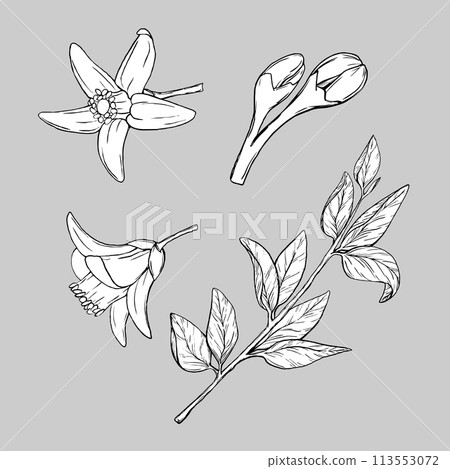 Branch Lemon with Flowers. Exotic plants design template. Graphic Vector illustration Citrus tree branch in line art style, sketch, chalkboard style. Isolated object EPS vector Branch Lemon with Flowers. Exotic plants design template. Graphic Vector illustration Citrus tree branch in line art style, sketch, chalkboard style. Isolated object EPS vector 113553072