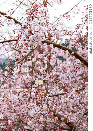 Chubu cherry blossoms of the Chuetsu family 113553189