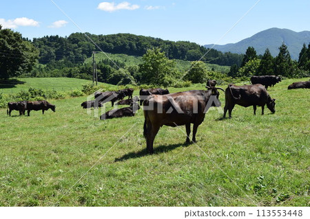 放牧 月山高原牧場 山形縣 放牧 月山高原牧場 山形縣 113553448