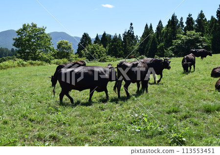 放牧 月山高原牧場 山形縣 放牧 月山高原牧場 山形縣 113553451