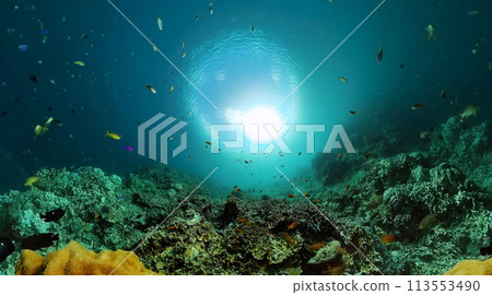 Coral reef and marine fish. Beautiful coral reef with colorful fish. Underwater world background. Coral reef and marine fish. Beautiful coral reef with colorful fish. Underwater world background. 113553490