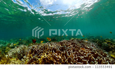 Sealife landscape with coral garden and fishes. Tropical fish and coral reef, underwater seascape. Sealife landscape with coral garden and fishes. Tropical fish and coral reef, underwater seascape. 113553491