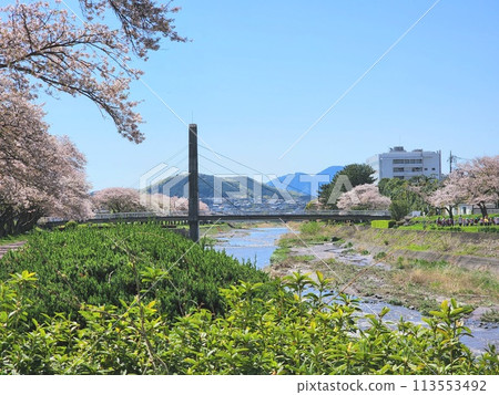 Spring scenery with cherry blossoms Spring scenery with cherry blossoms 113553492
