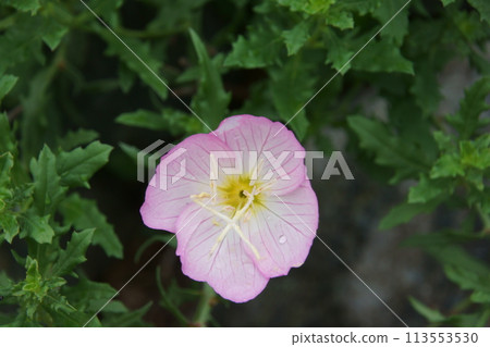 Momoiro Hill Saw Kitako Momoiro Hill Saw Kitako 113553530