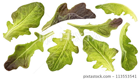 Oak lettuce leaves isolated on white background with clipping path 113553541