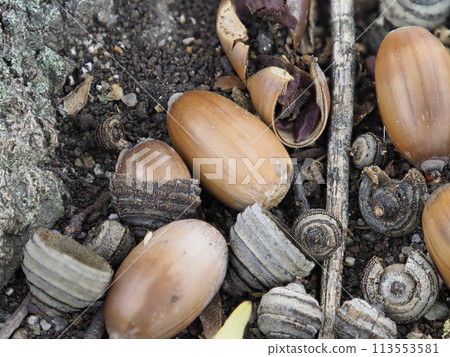 Quercus myrsini acorn that fell to the ground Quercus myrsini acorn that fell to the ground 113553581