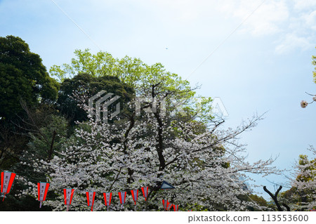 上野恩賜公園櫻花盛開 113553600