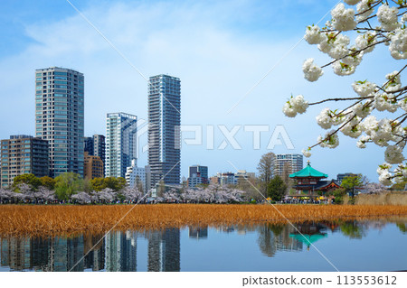 上野不忍池的櫻花盛開和倒映在湖面上的景色 上野不忍池的櫻花盛開和倒映在湖面上的景色 113553612