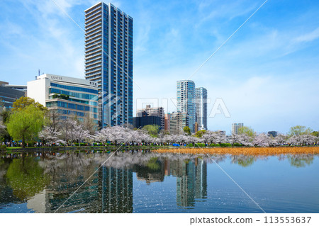 Cherry blossoms in full bloom at Shinobazu Pond in Ueno and the scenery reflected on the lake surface Cherry blossoms in full bloom at Shinobazu Pond in Ueno and the scenery reflected on the lake surface 113553637