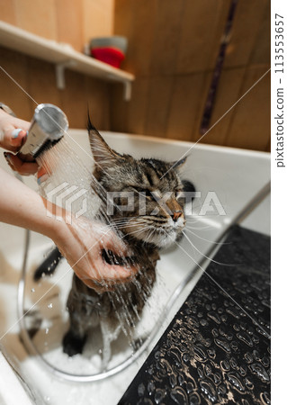 Bathing a Maine Coon Big Cat. 113553657