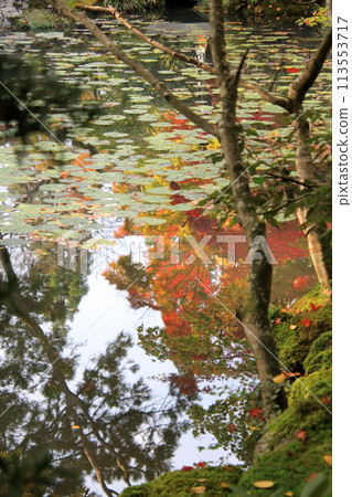 Autumn leaves in Kyoto: Tenjuan Temple, Nanzenji Temple 113553717