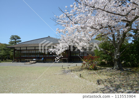 京都市下京區境內的春天的昭成園、櫻花、由布亭 113553904