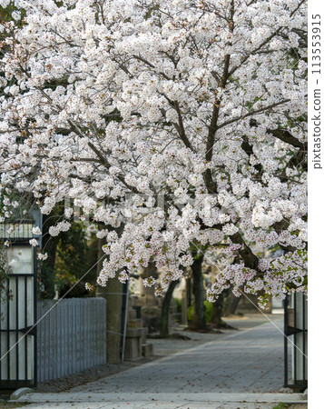 道明寺天滿宮的櫻花盛開 113553915