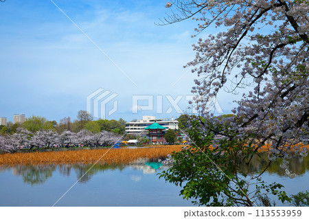 Cherry blossoms in full bloom at Shinobazu Pond in Ueno and the scenery reflected on the lake surface Cherry blossoms in full bloom at Shinobazu Pond in Ueno and the scenery reflected on the lake surface 113553959