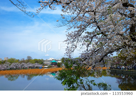 Cherry blossoms in full bloom at Shinobazu Pond in Ueno and the scenery reflected on the lake surface 113553960