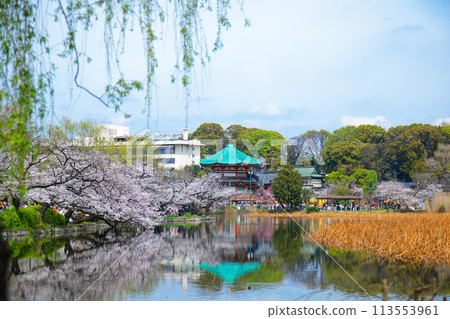 Ueno Shinobazu Pond: Cherry blossoms in full bloom and the scenery reflected on the lake surface - Benzaiten Ueno Shinobazu Pond: Cherry blossoms in full bloom and the scenery reflected on the lake surface - Benzaiten 113553961