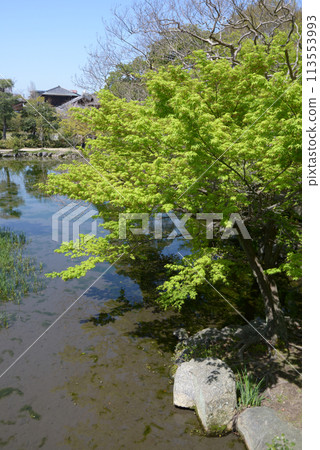 Spring in Shosei-en Garden: Fresh greenery at Ingetsu-ike Pond, Shimogyo Ward, Kyoto City 113553993