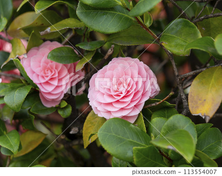 公園裡盛開的少女山茶花 公園裡盛開的少女山茶花 113554007