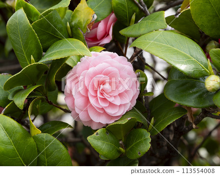 公園裡盛開的少女山茶花 公園裡盛開的少女山茶花 113554008