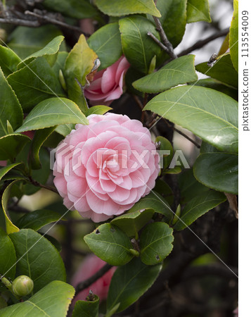 公園裡盛開的少女山茶花 公園裡盛開的少女山茶花 113554009