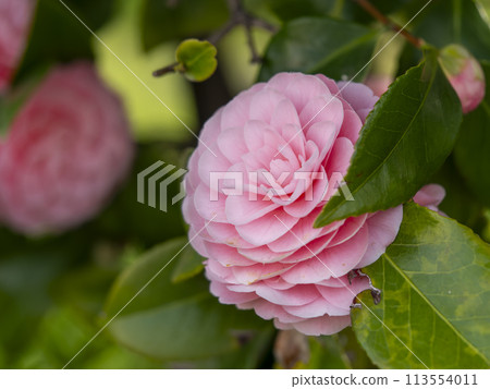 公園裡盛開的少女山茶花 113554011