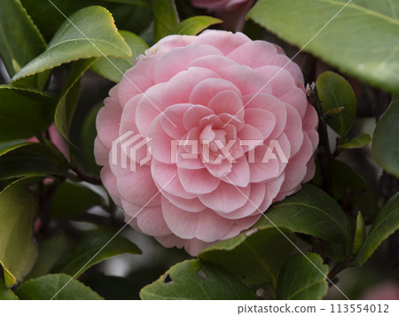 公園裡盛開的少女山茶花 113554012