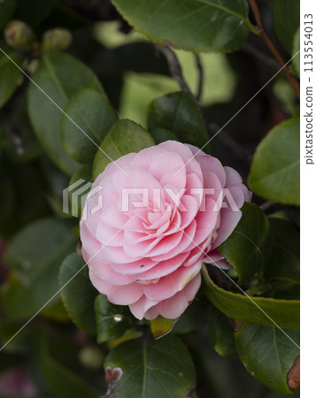 公園裡盛開的少女山茶花 113554013