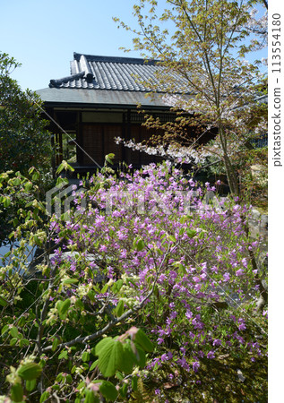 Spring in Shosei-en Garden, Enrindo and Mitsuba Azalea, Shimogyo Ward, Kyoto City 113554180