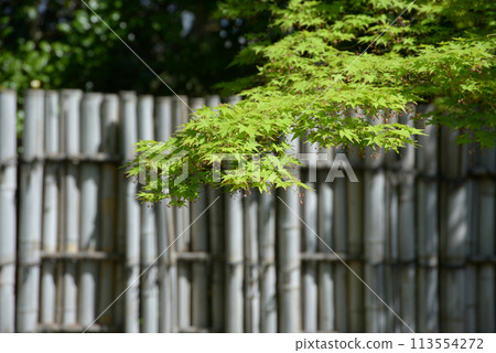 Spring at Shosei-en Garden: Fresh greenery and bamboo fences, Shimogyo Ward, Kyoto City Spring at Shosei-en Garden: Fresh greenery and bamboo fences, Shimogyo Ward, Kyoto City 113554272